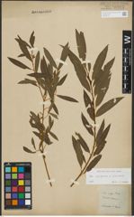Foto von Salix purpurea L. x Salix viminalis L.